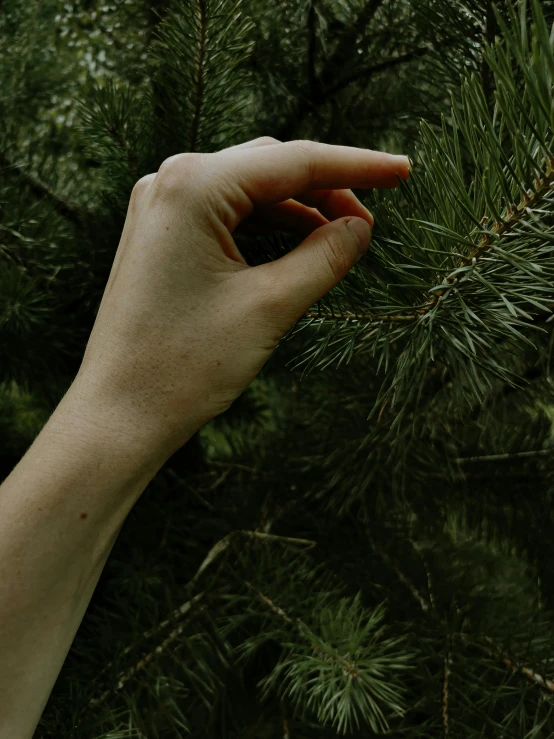 a person reaching for a branch of a pine tree, an album cover, inspired by Elsa Bleda, trending on pexels, naturalism, low detail, greens), extremely pale white skin, with index finger