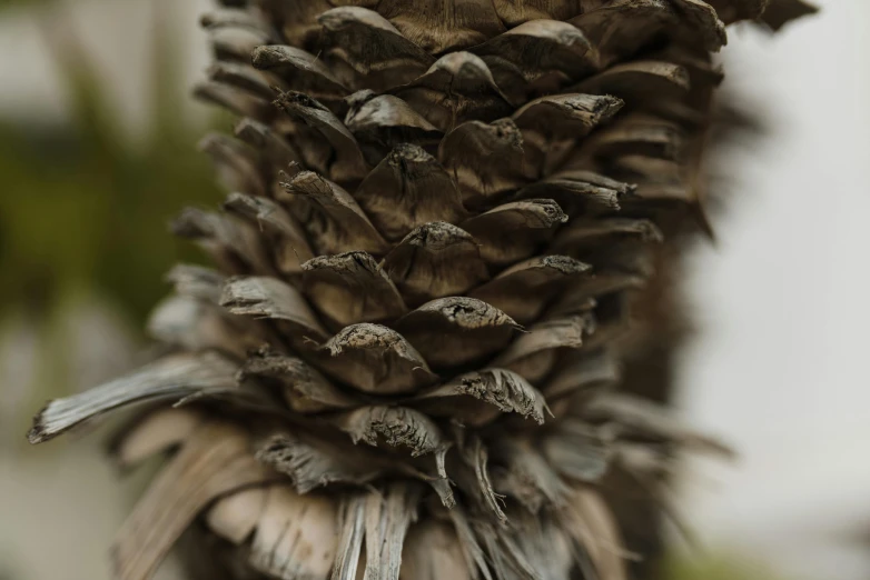 a close up of a palm tree with no leaves, a macro photograph, by Carey Morris, unsplash, visual art, pinecone, tawny frogmouth, natural materials :: high detail, alessio albi