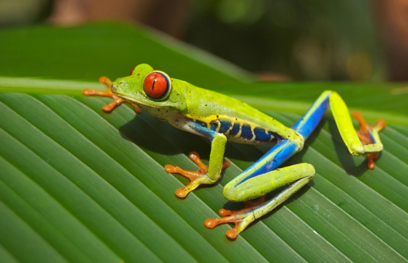 a close up of a frog on a leaf, inspired by Marianne North, pexels contest winner, hurufiyya, red - eyed, waving, madagascar, 8k resolution”