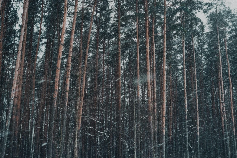 a forest filled with lots of trees covered in snow, inspired by Elsa Bleda, unsplash contest winner, hurufiyya, vsco film grain, ((trees))