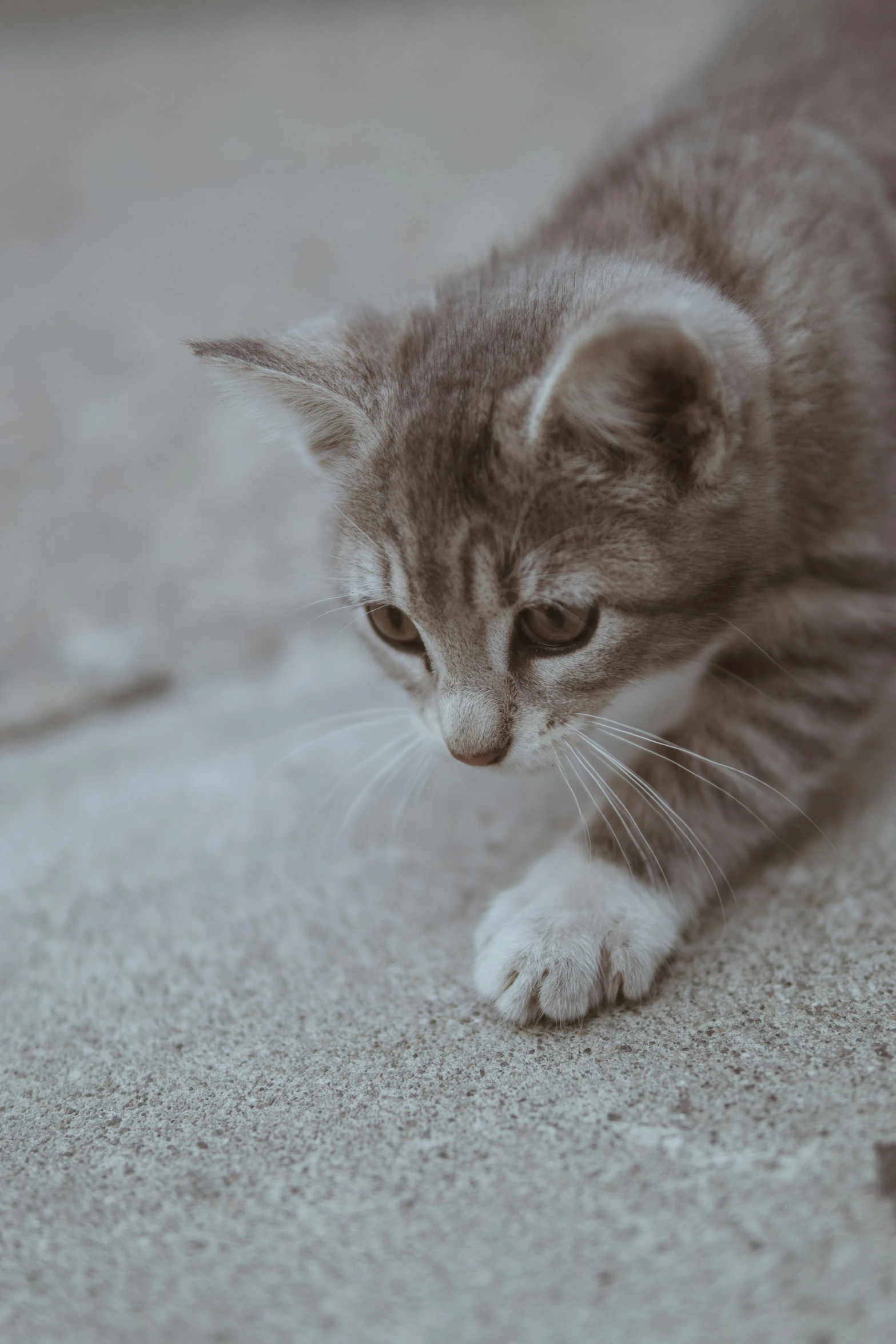 a kitten is playing with a mouse on the floor, a black and white photo, pexels contest winner, on sidewalk, gif, brown, short light grey whiskers