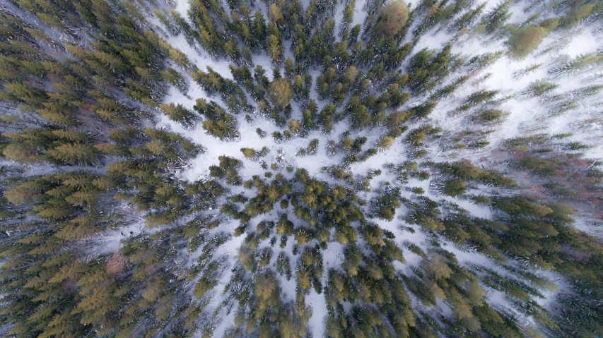 an aerial view of a snow covered forest, by Jessie Algie, unsplash contest winner, land art, looking up at the camera, a green, grey, symmetrical 4k