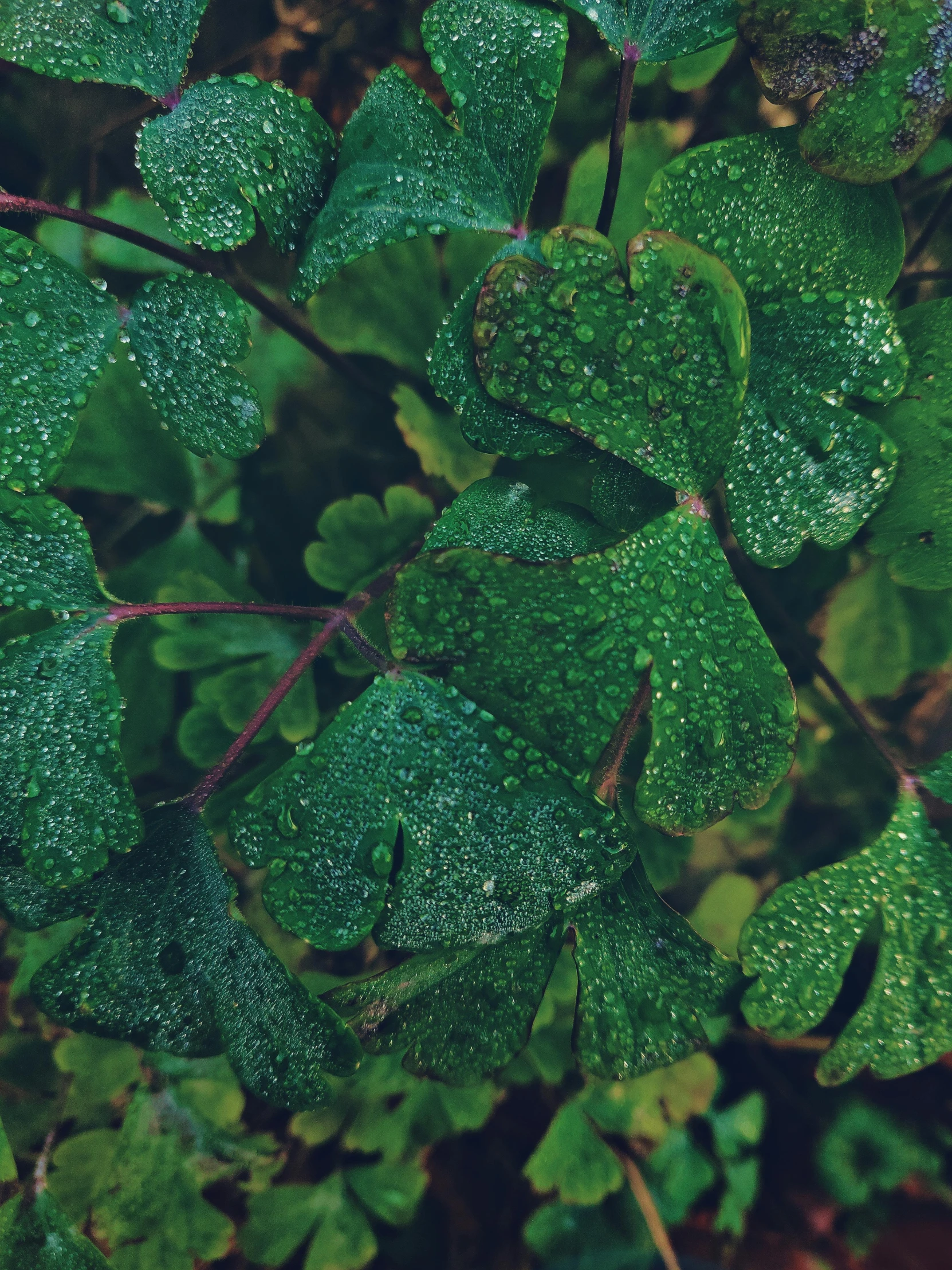 a close up of a plant with water droplets on it, an album cover, trending on pexels, with ivy, clover, lo fi, ( ( ( ( kauai ) ) ) )