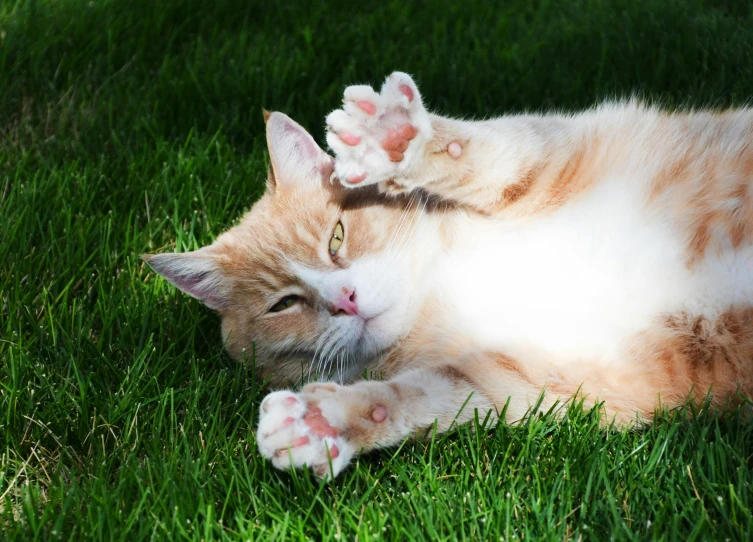 an orange and white cat laying in the grass, by Julia Pishtar, hands in the air, getty images, paw pads, in sunny weather