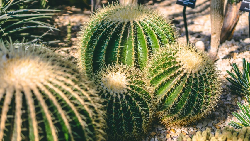 a group of cactus plants sitting next to each other, a colorized photo, by Adam Marczyński, pexels, 🦩🪐🐞👩🏻🦳, a pair of ribbed, botanic garden, fluffy green belly