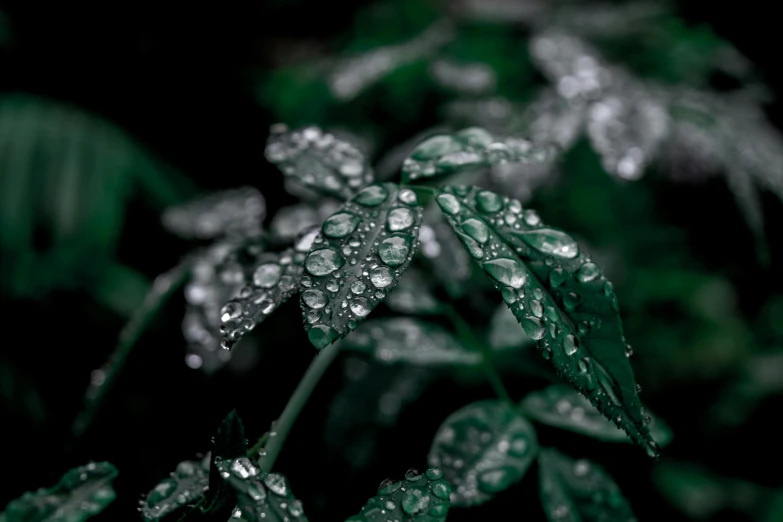 a close up of a plant with water droplets on it, pexels, photorealism, dark emerald mist colors, silver nitrate photography, ((photorealistic)), mint