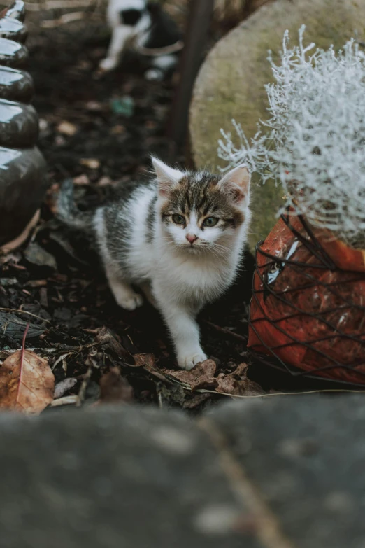 a cat that is standing in the dirt, looking at the camera