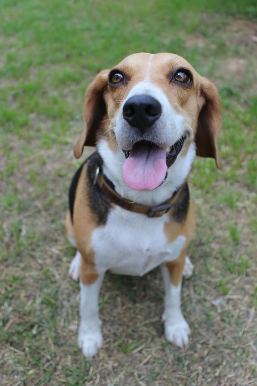 a brown and white dog sitting on top of a grass covered field, smiling at the camera, cute beagle, zoomed in shots, a high angle shot