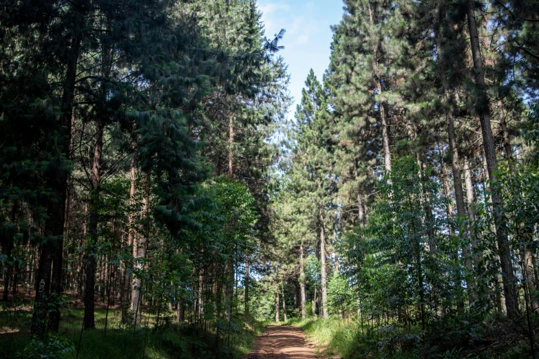 a dirt road in the middle of a forest, by Julian Allen, tall pine trees, forest plains of north yorkshire, ((forest)), forest portal