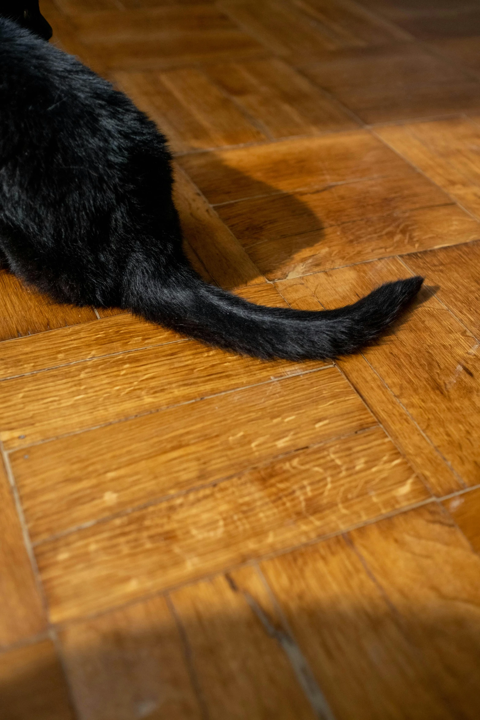 a black cat sitting on top of a wooden floor, herringbone floor, bending over, taken in the early 2020s, cracked varnish