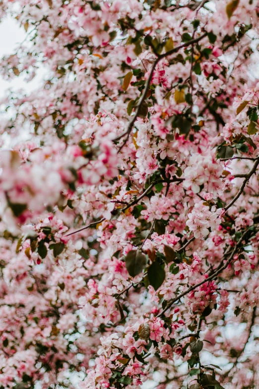 a close up of a tree with pink flowers, by Niko Henrichon, trending on unsplash, covered with flowers, fruit trees, creating a soft, covered in