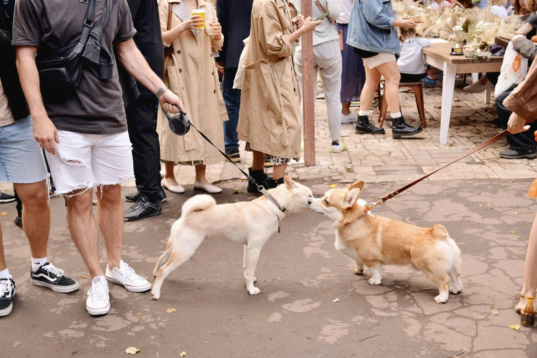 a group of people standing around a dog on a leash, food, in a square, caramel, feature