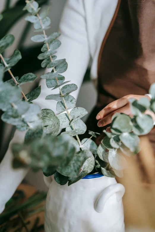 a close up of a person holding a potted plant, eucalyptus, creating a soft, handcrafted, fresh