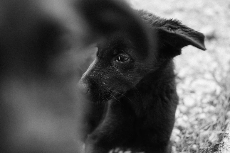a close up of a dog looking through a fence, by Emma Andijewska, jovana rikalo, close-up!!!!!, puppies, ( ( deep black eyes ) )