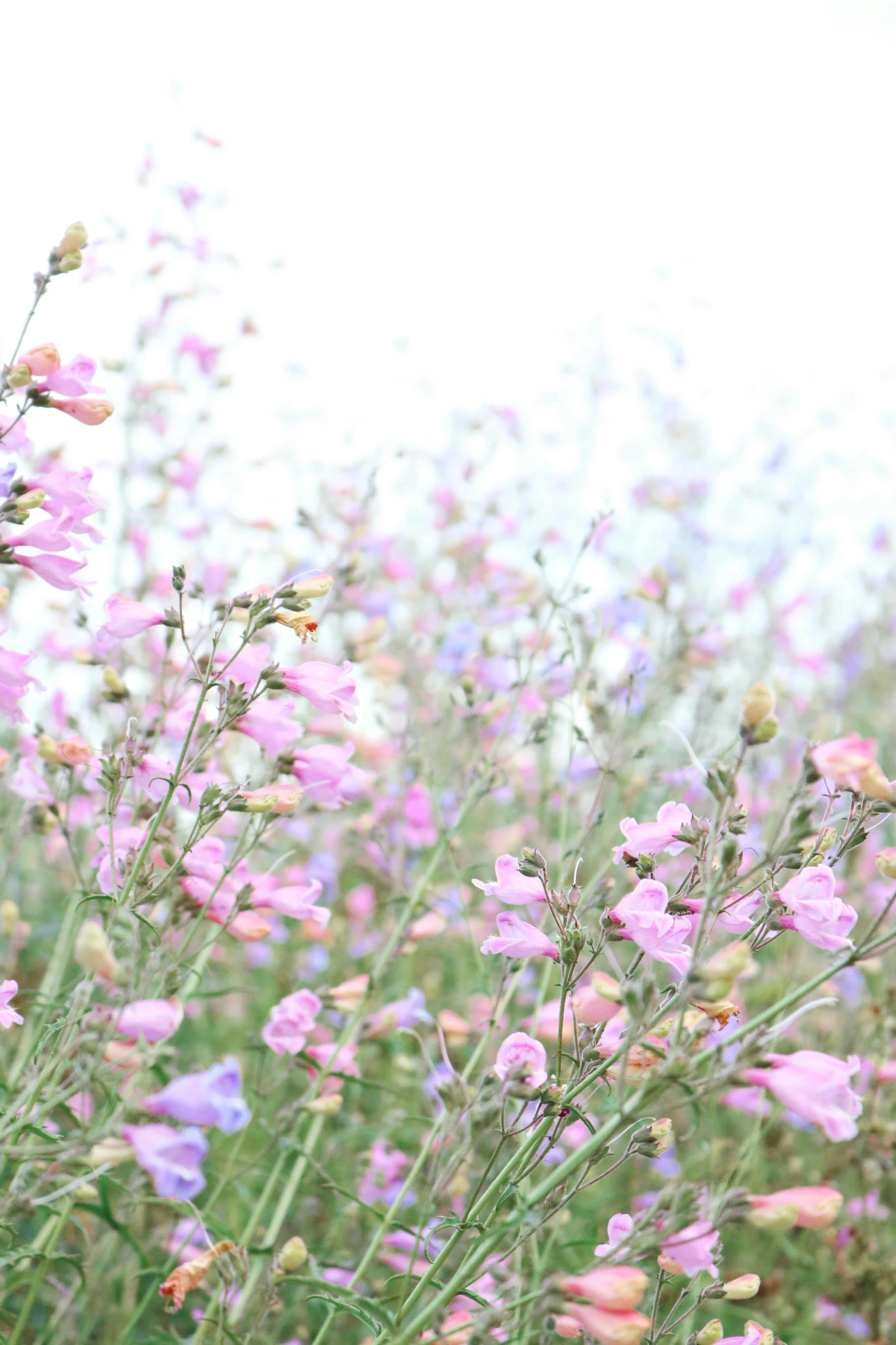 a field full of pink and purple flowers, a digital rendering, unsplash, pale pastel colours, salvia, about, white