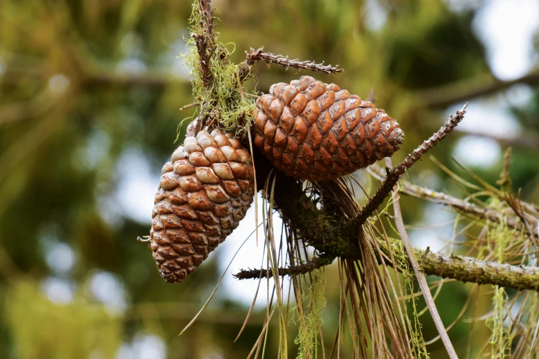 a close up of a pine cone on a tree branch, by Gwen Barnard, hurufiyya, adult pair of twins, tawa trees, avatar image