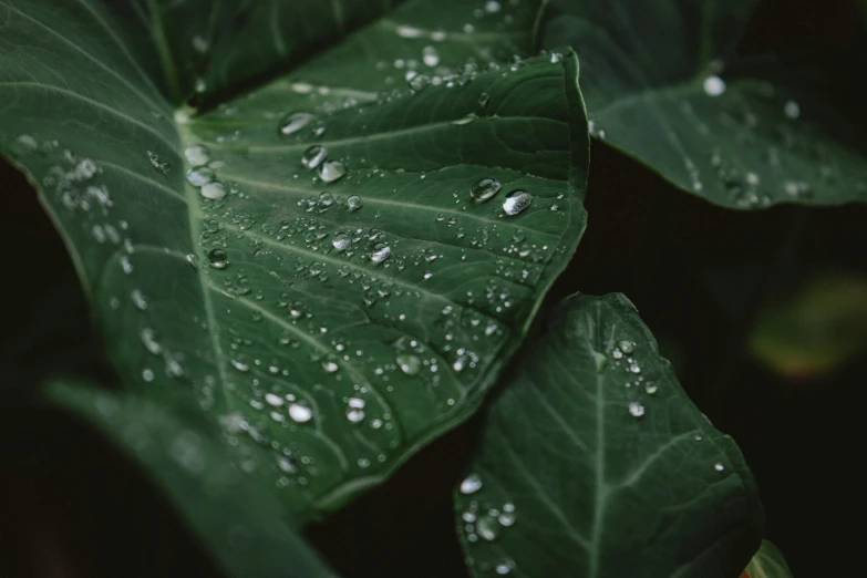 a close up of a leaf with water droplets on it, trending on unsplash, renaissance, fan favorite, alessio albi, lush verdant plants, high details photo