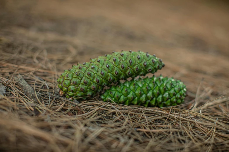 a couple of pine cones laying on the ground, by Joseph Severn, hurufiyya, tropical fruit, green pupills, portrait image