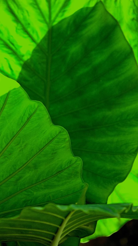 a close up of a plant with green leaves