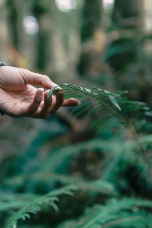 a person holding a fern leaf in a forest, carefully crafted, black fir, creating a soft, lightweight
