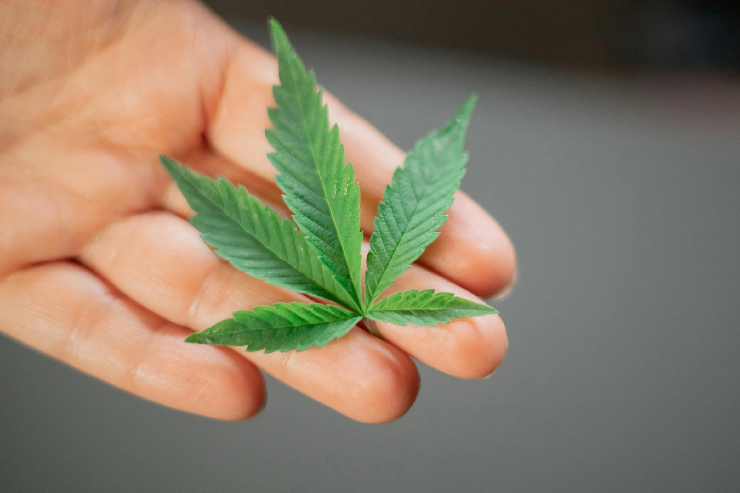 a person holding a marijuana leaf in their hand, by Jakob Gauermann, pexels, hurufiyya, a hyper realistic, contain, hemp, small