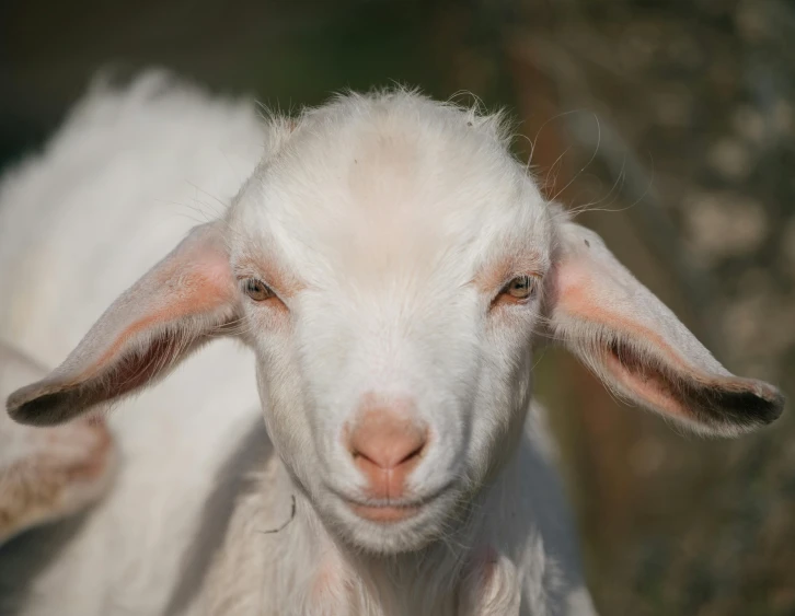 a close up of a goat looking at the camera, alessio albi, pale-skinned, full frame image, large ears