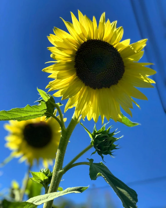 a close up of a sunflower with a blue sky in the background, profile image