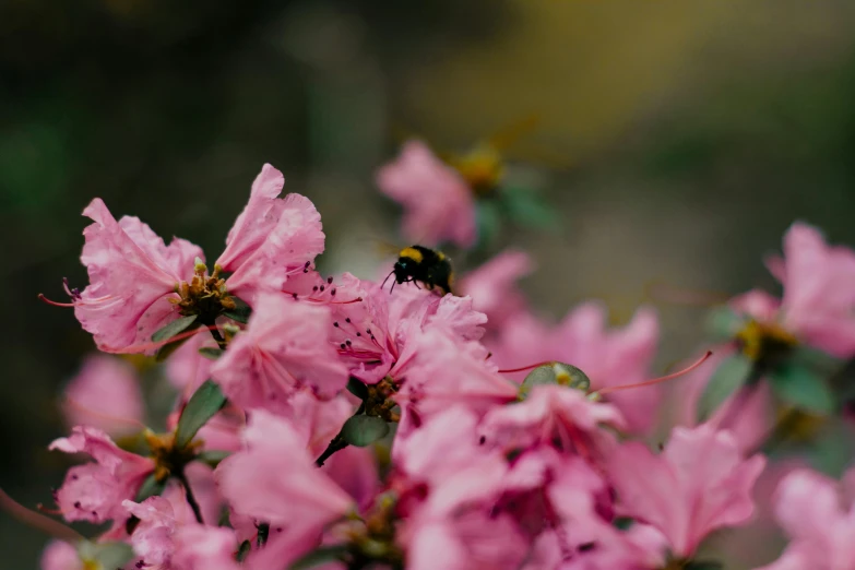 a bee sitting on top of a pink flower, by Alexander Runciman, trending on unsplash, pink trees, piled around, slide show, rhys lee