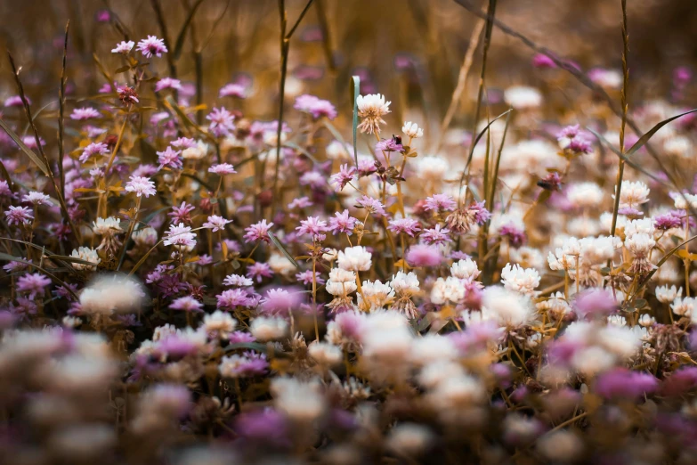 a field full of purple and white flowers, a macro photograph, inspired by Elsa Bleda, unsplash, color field, brown and pink color scheme, unsplash photo contest winner, desert flowers, ari aster