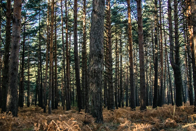 a forest filled with lots of tall trees, unsplash, land art, ((trees)), maritime pine, instagram photo, withering autumnal forest