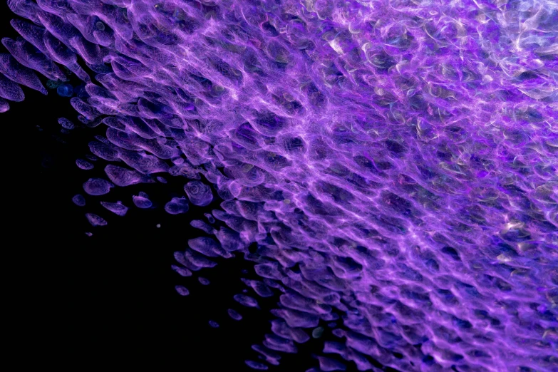 a close up of a purple substance on a black background, a microscopic photo, by Jan Rustem, flickr, fish skin, bumps, view from below, looking across the shoulder