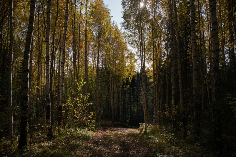 a dirt road in the middle of a forest, by Jaakko Mattila, unsplash contest winner, land art, birches, soft autumn sunlight, ((forest)), dappled in evening light