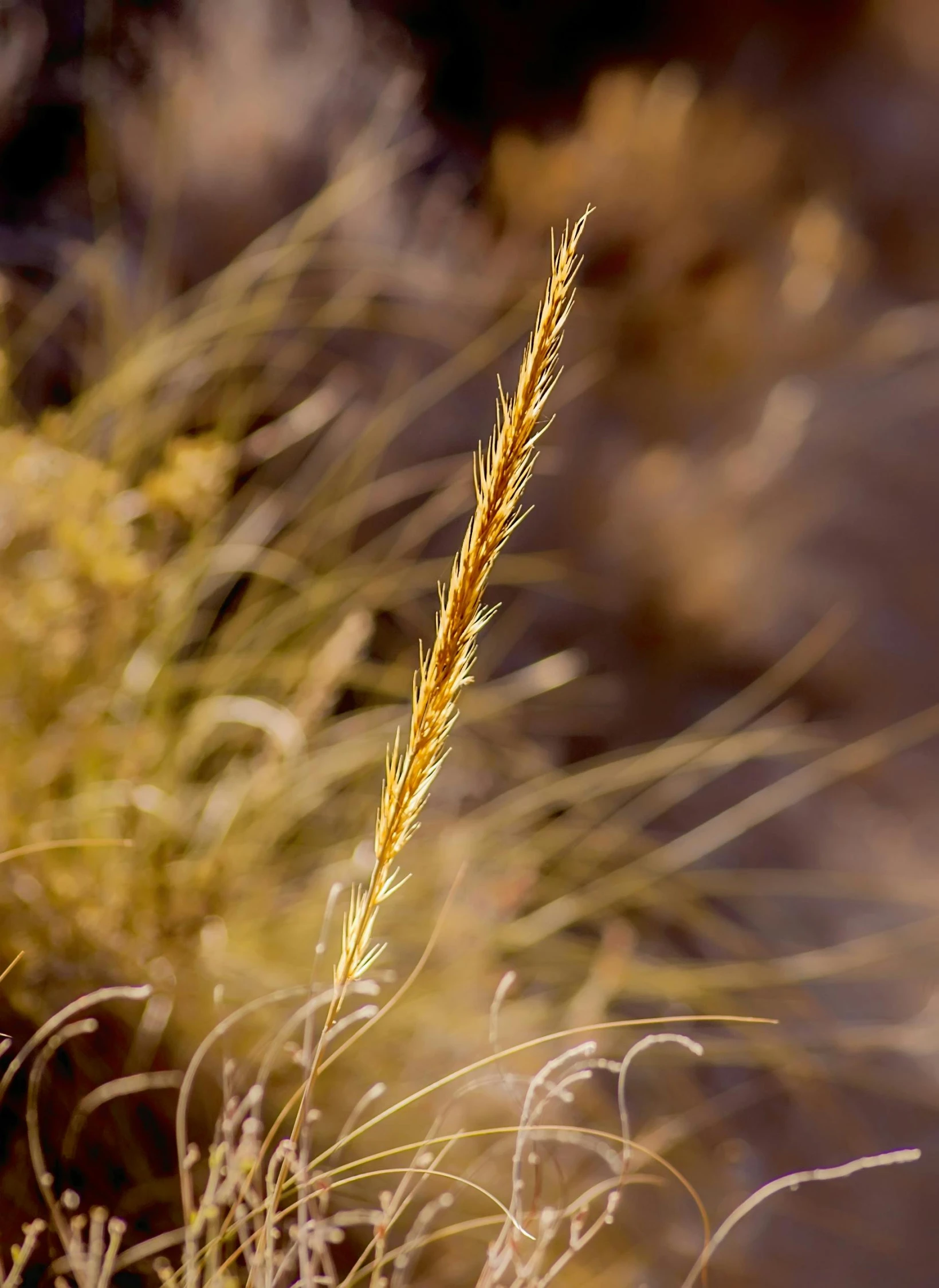 a close up of a plant with a blurry background, golden grasslands, cinestill 800t 50mm eastmancolor, large tall, hair