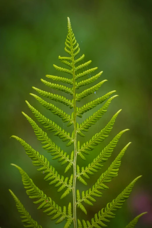 a close up of a fern leaf with a blurry background, a macro photograph, by Robert Brackman, unsplash, tall, hemlocks, full frame image, a large