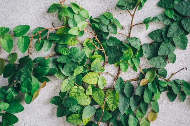 a close up of a plant with green leaves, inspired by Andy Goldsworthy, trending on pexels, flatlay, orc fused with vines, moringa oleifera leaves, betula pendula