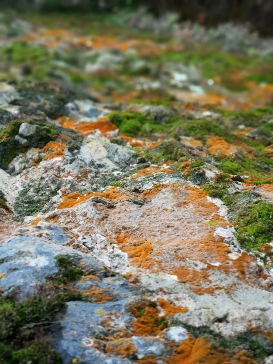 a teddy bear sitting on top of a moss covered rock, orange minerals, gray and orange colours, zoomed in, mouldy juice