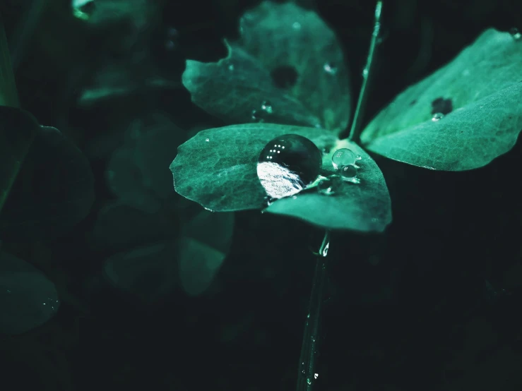 a close up of a leaf with a drop of water on it, inspired by Elsa Bleda, pexels contest winner, hurufiyya, clover, dark green water, 4 k hd wallpapear, instagram post