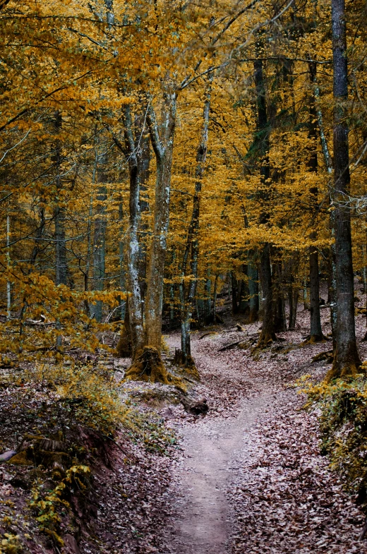 a dirt path in the middle of a forest, slide show, out worldly colours, overview, photograph