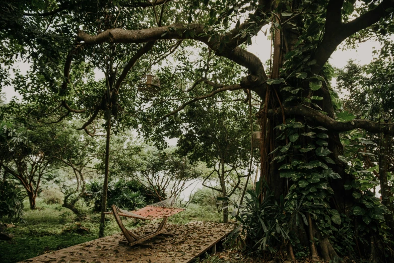 a hammock hanging from a tree in a forest, by Daniel Lieske, pexels contest winner, visual art, lush garden surroundings, sri lankan landscape, rustic setting, sitting near a river