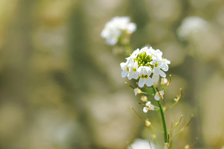 a close up of a flower with a blurry background, gypsophila, instagram post, sprouting, verbena