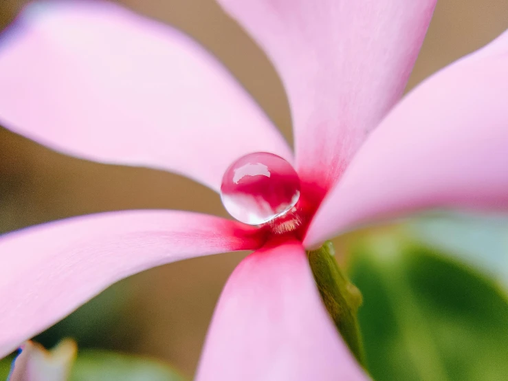 a close up of a pink flower with a water drop, by Jan Rustem, trending on unsplash, paradise garden massage, magnolia, embedded with gemstones, jasmine