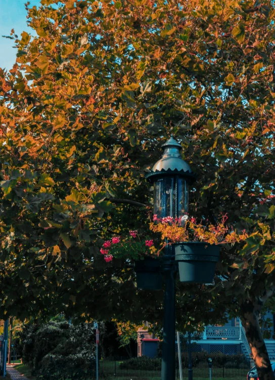 a clock tower sitting in the middle of a park, trending on unsplash, orange lamp, cinestill 800t 50mm eastmancolor, trees and flowers, the lantern crown