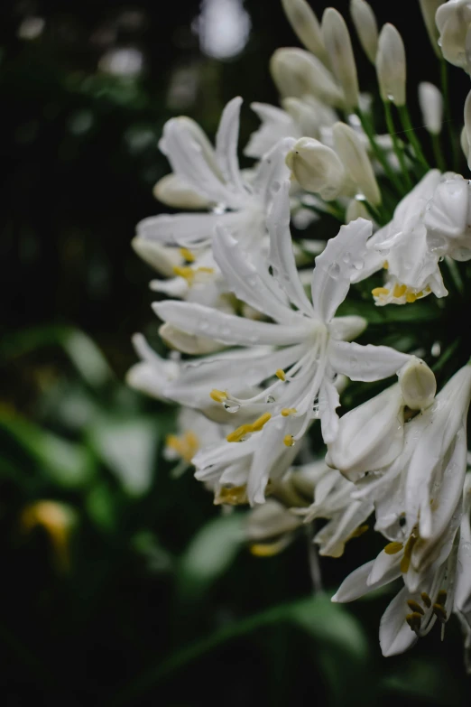 a close up of a bunch of white flowers, by Carey Morris, unsplash, after the rain, honeysuckle, taken with sony alpha 9, hyacinth