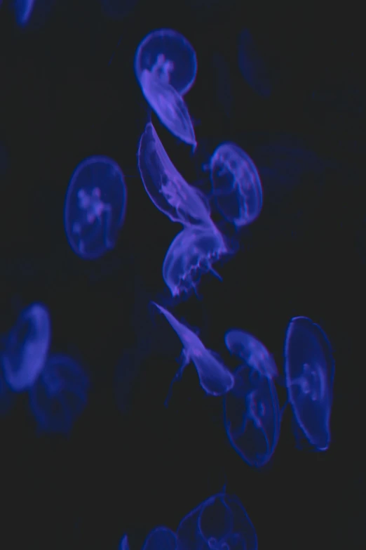 a group of jellyfish floating on top of a black surface, a microscopic photo, unsplash, violet cockroach, grainy footage, profile pic, stern blue neon atmosphere