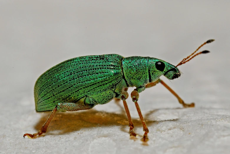 a green bug sitting on top of a white surface, pexels contest winner, hurufiyya, crackling green lightning, 🦩🪐🐞👩🏻🦳, rustic, gold