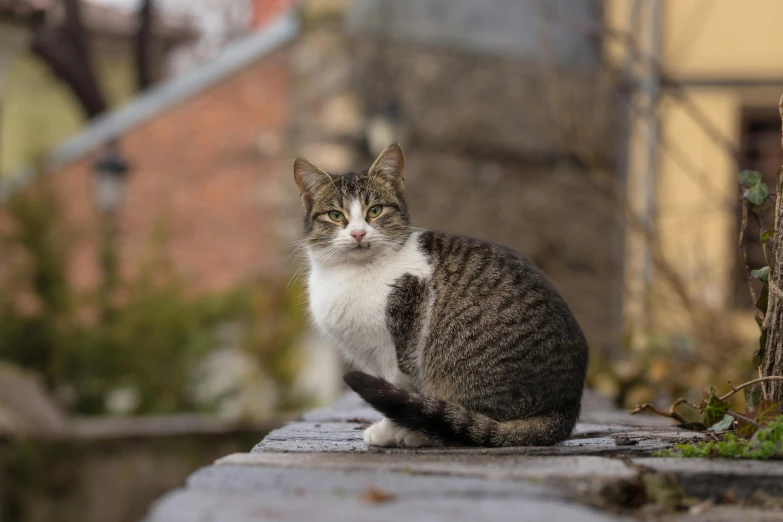 a gray and white cat sitting on a sidewalk, by Niko Henrichon, pexels contest winner, sitting on top a table, portrait shot 8 k, brown tail, mixed animal