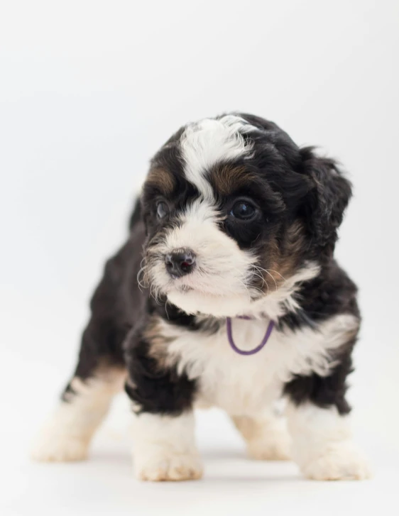 a small black and white puppy standing on a white surface, a colorized photo, trending on unsplash, curls, some purple, handsome girl, contain