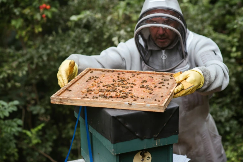 a man in a bee suit holding a beehive, by Julian Hatton, unsplash, happening, on a wooden tray, blending, on a pedestal, frame around pciture