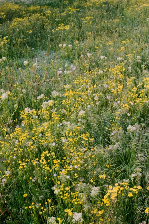 a field full of yellow and white flowers, an album cover, by David Simpson, color field, late summer evening, grasslands, 35mm film color photography, rocky meadows