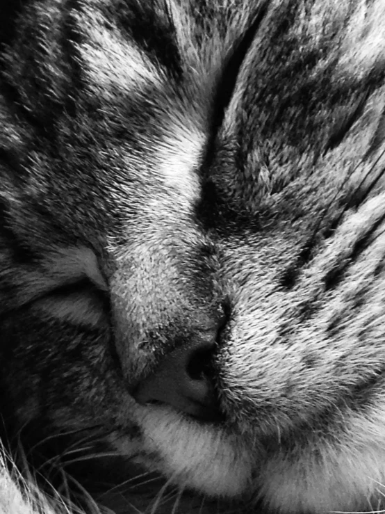 a black and white photo of a cat sleeping, closeup of face, embracing, highly polished, by greg rutkowski